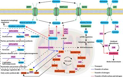 Rethinking glutamine metabolism and the regulation of glutamine addiction by oncogenes in cancer